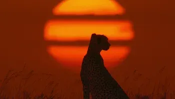 E1.Chasing Starlight