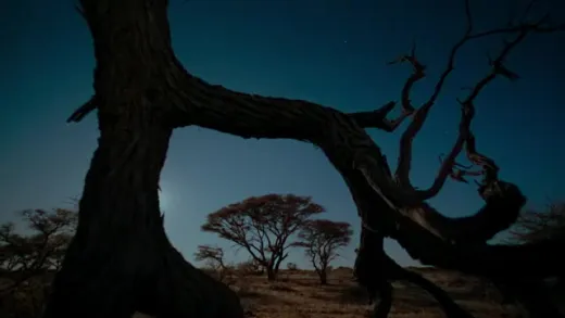 E1.Lion Grasslands