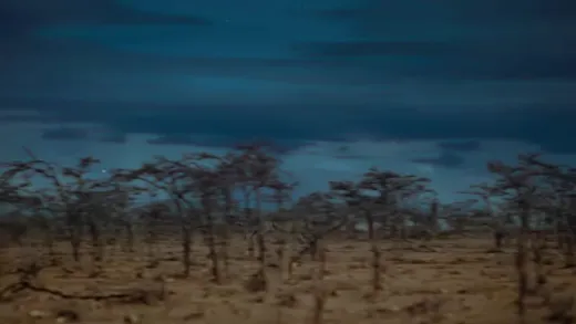 E6.Cheetah Plains