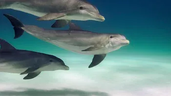 E4.Dolphins