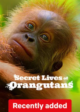 Secret Lives of Orangutans - Movie free on Castle