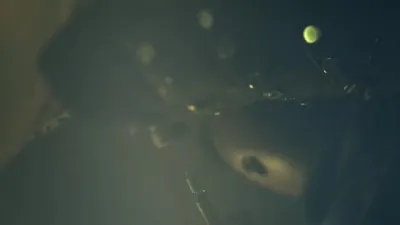 E8.Ouroboros