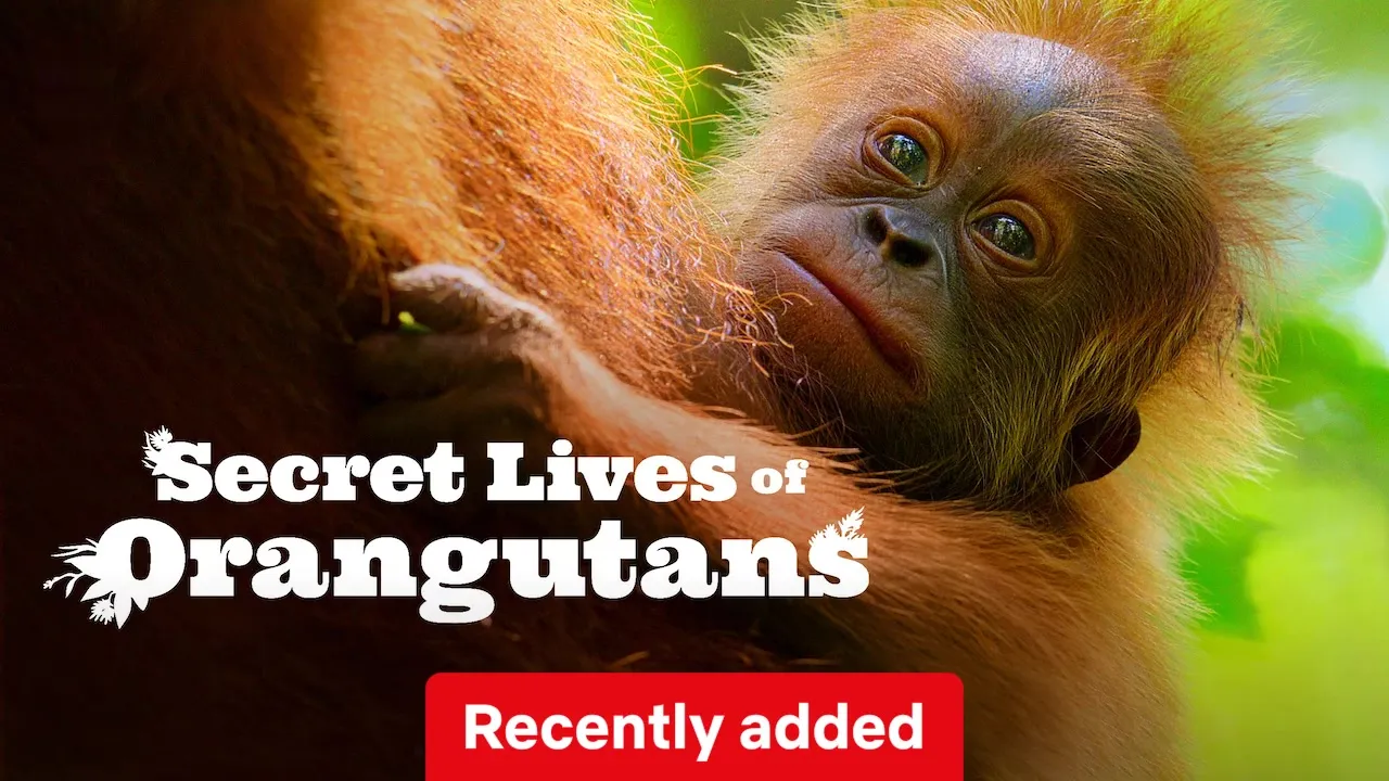 Secret Lives of Orangutans