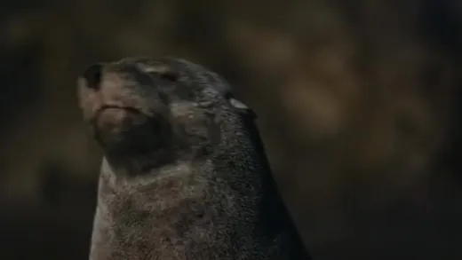 E5.Seal Coast