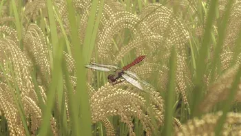 Flames of Resentment