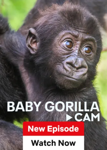 Baby Gorilla Cam