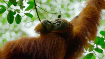 E5.Gunung Leuser, Indonesia